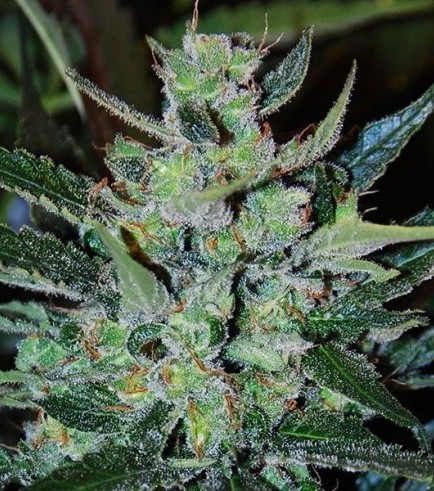 Jack Herer Autoflowering