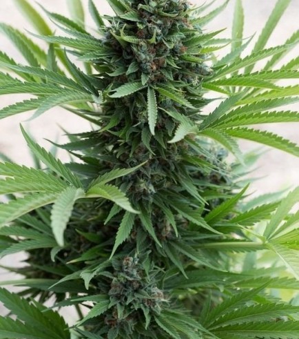 Sour Diesel Autoflowering