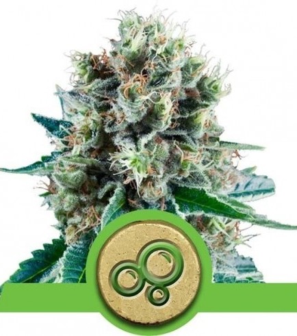 Bubble Kush Automatic