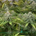 Peyote Cookies (Barney's Farm)