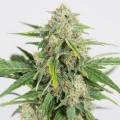 Dinamed CBD Auto (Dinafem)