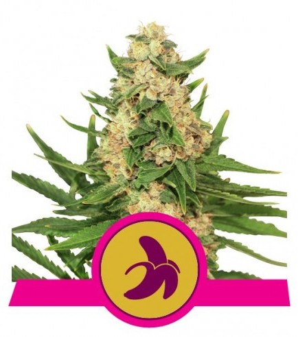 Fat Banana (Royal Queen Seeds)