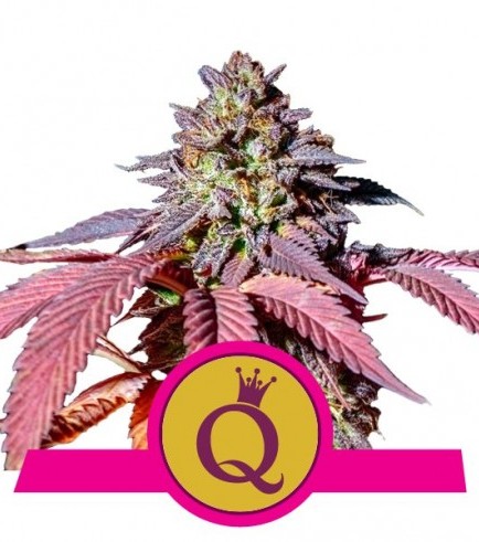 Purple Queen (Royal Queen Seeds)