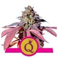 Purple Queen (Royal Queen Seeds)