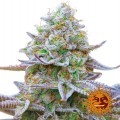 Gorilla Zkittlez (Barney's Farm)