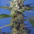 Crystal Candy - F1 Fast Version (Sweet Seeds)