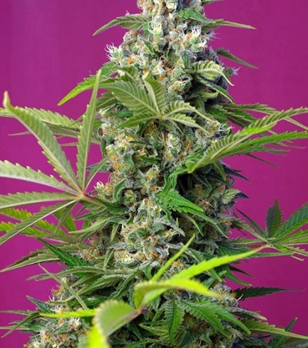 Gorilla Girl (Sweet Seeds)