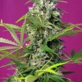 Gorilla Girl (Sweet Seeds)