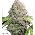 CBD Charlotte’s Angel (Dutch Passion)