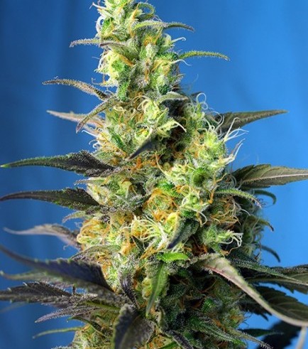 Ice Cool CBD (Sweet Seeds)