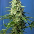 Honey Peach Auto CBD (Sweet Seeds)