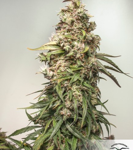 CBD Auto Charlotte's Angel (Dutch Passion)