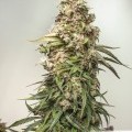 CBD Auto Charlotte's Angel (Dutch Passion)