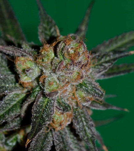 Grape Lime Ricky (SubCool's The Dank)
