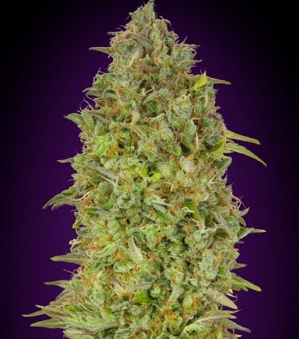 Skunk 47 (Advanced Seeds)