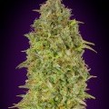 Skunk 47 (Advanced Seeds)