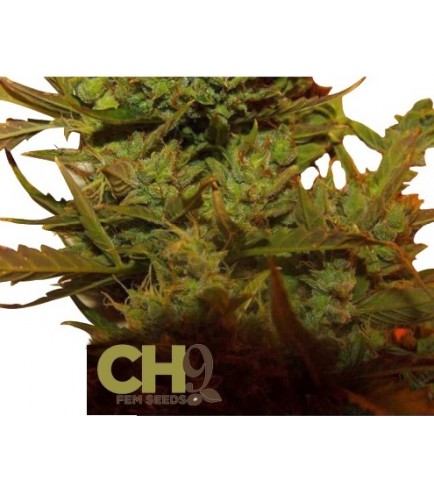 Climax Autoflowering (CH9 Seeds)