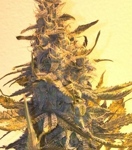 Blue Lemon Thai x Aroma (CH9 Seeds)