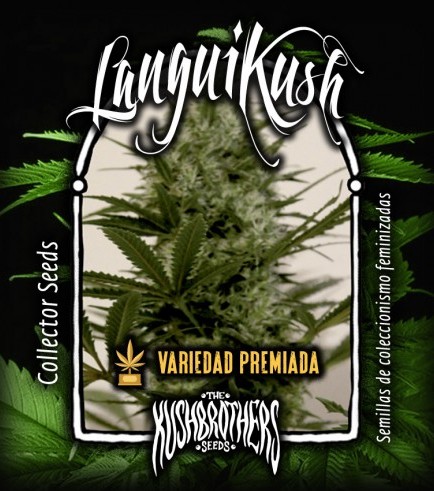 Langui Kush (KushBrothers)