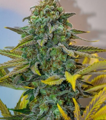 Cinderella 99 (Brother's Grimm Seeds)