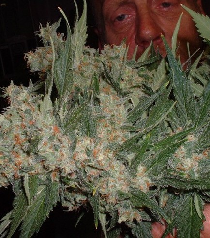 Santa Maria (No Mercy Seeds)