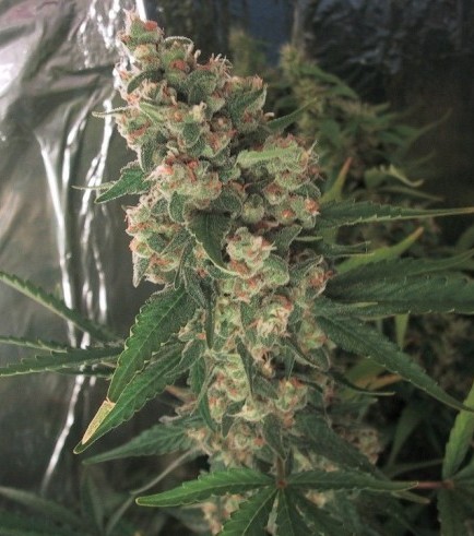 Lucky Queen (No Mercy Seeds)