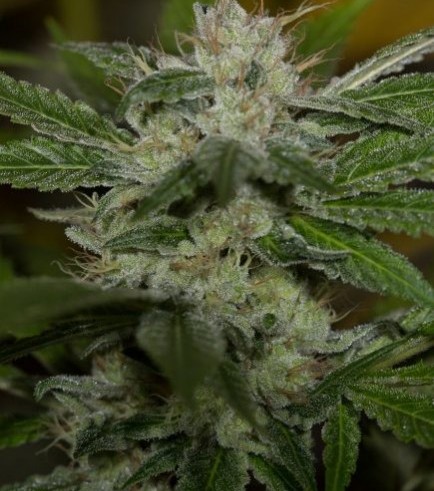 Chemdawg (Humboldt Seeds)