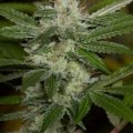 Chemdawg (Humboldt Seeds)
