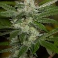 Chemdawg (Humboldt Seeds)