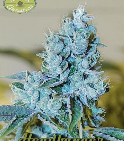 Headbanger (Karma Genetics)