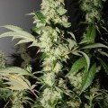 Headbanger (Karma Genetics)