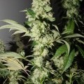 Headbanger (Karma Genetics)