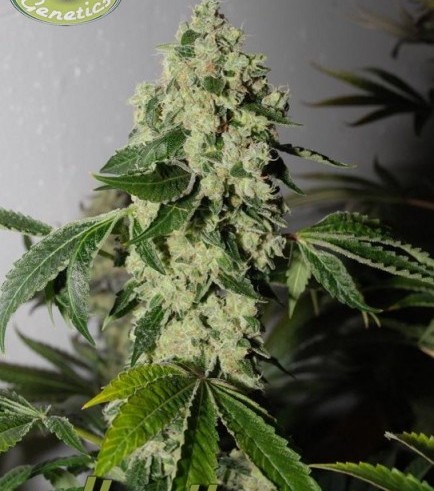 Headbanger (Karma Genetics)