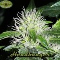 Headbanger (Karma Genetics)