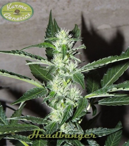 Headbanger (Karma Genetics)