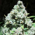 Malakoff (Medical Seeds)