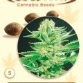 Amazonia (De Sjamaan Seeds)