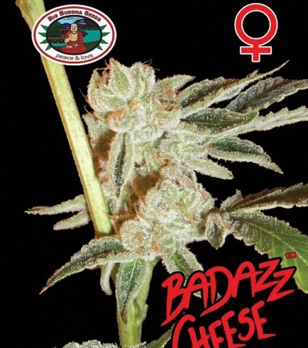 Badazz Cheese (Big Buddha Seeds)