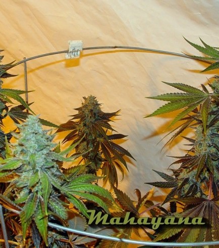 Mahayana (Karma Genetics)