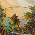 Mahayana (Karma Genetics)