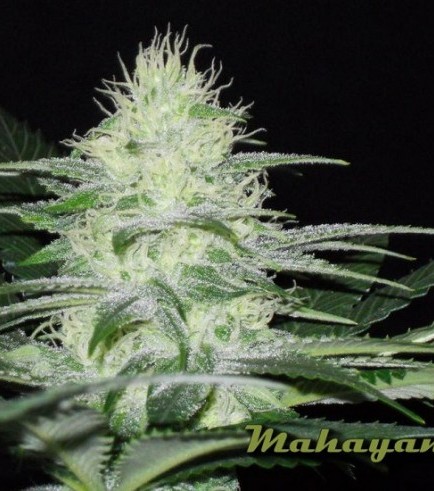 Mahayana (Karma Genetics)