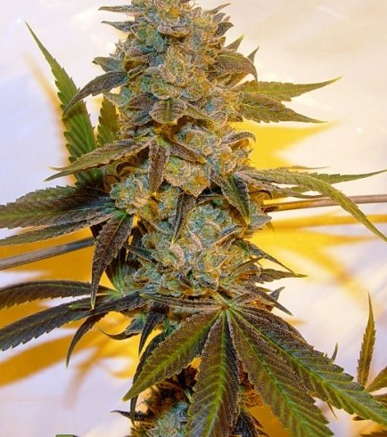 Mahayana (Karma Genetics)