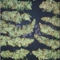 Darkling Sativa (Kingdom Organic Seeds)