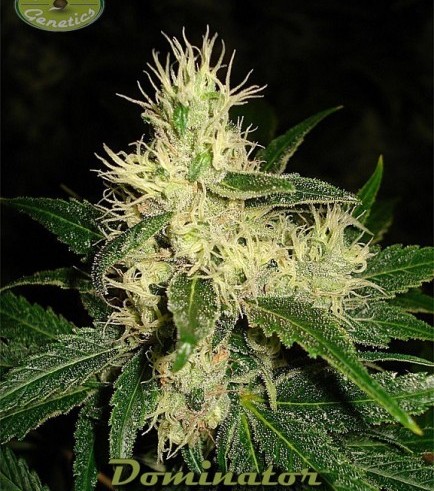 Dominator (Karma Genetics)