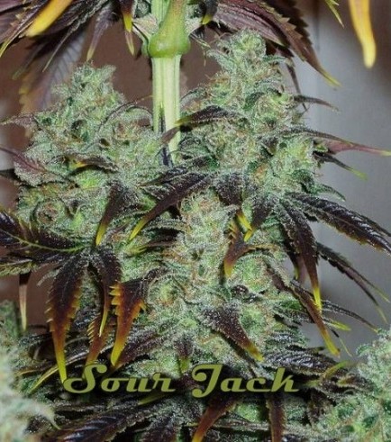 Sour Jack (Karma Genetics)