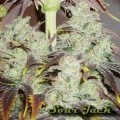 Sour Jack (Karma Genetics)