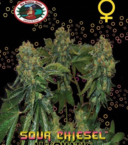 Sour Chiesel Autoflowering (Big Buddha Seeds)