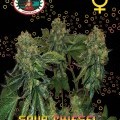 Sour Chiesel Autoflowering (Big Buddha Seeds)