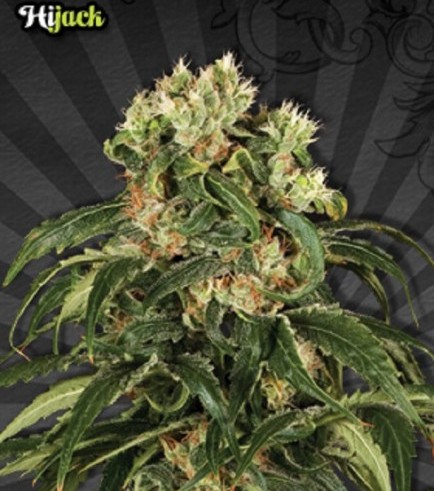 Hijack Autoflowering (Auto Seeds)