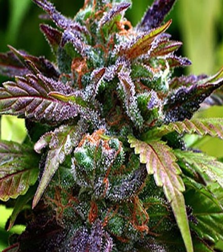 AK-47 (Grand Daddy Purp Inc.)